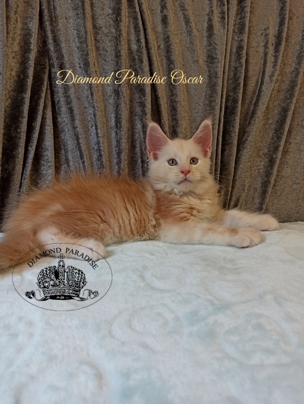 Diamond Paradise Oscar - Kitten maine-coon 2 months
