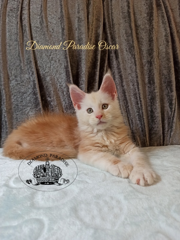 Diamond Paradise Oscar - Kitten maine-coon 2 months