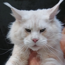 Diamond Paradise Oscar