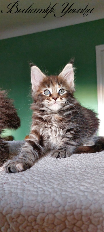 Bodiamlife Yvonka - Kitten maine-coon 1 month 3 weeks