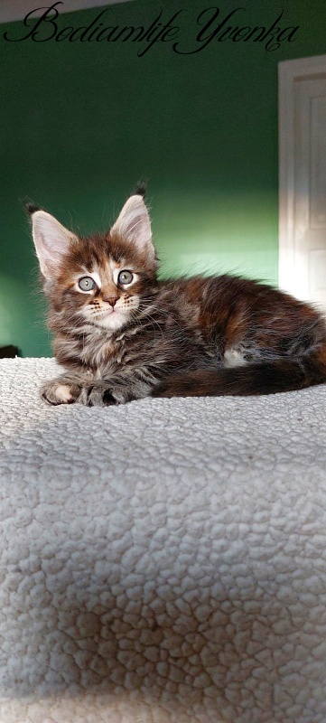 Bodiamlife Yvonka - Kitten maine-coon 1 month 3 weeks