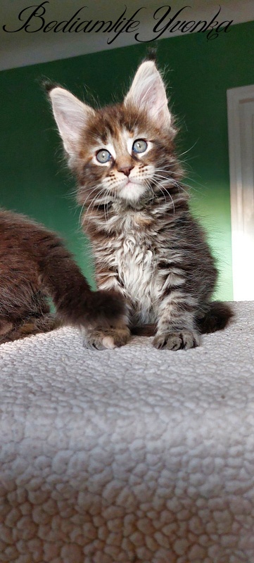 Bodiamlife Yvonka - Kitten maine-coon 1 month 3 weeks