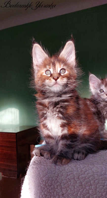 Bodiamlife Yarinka - Kitten maine-coon 1 month 3 weeks