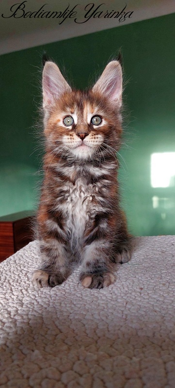 Bodiamlife Yarinka - Kitten maine-coon 1 month 3 weeks