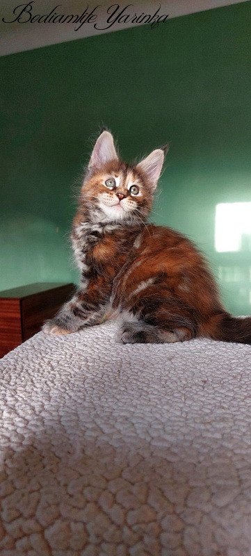 Bodiamlife Yarinka - Kitten maine-coon 1 month 3 weeks