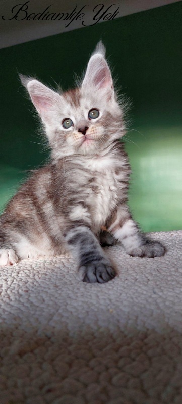 Bodiamlife Yoli - Kitten maine-coon 1 month 3 weeks