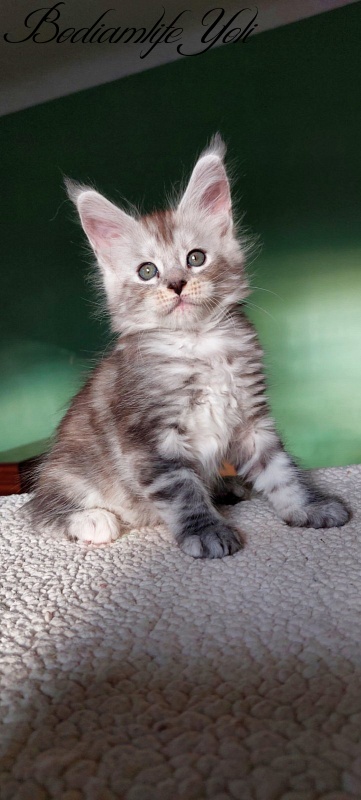Bodiamlife Yoli - Kitten maine-coon 1 month 3 weeks