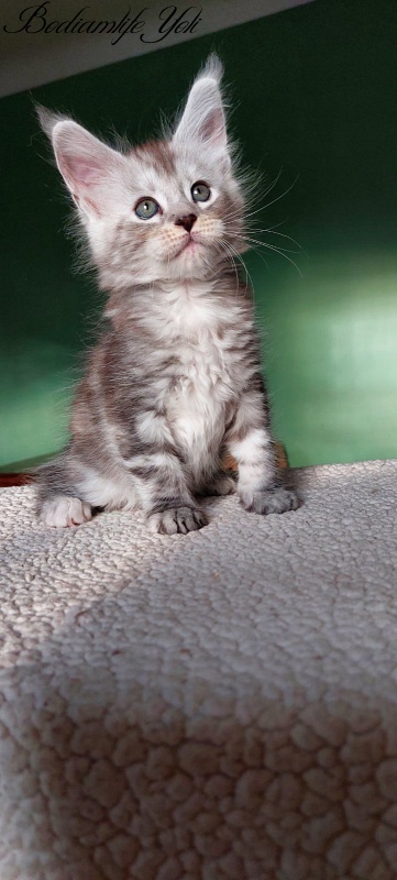 Bodiamlife Yoli - Kitten maine-coon 1 month 3 weeks