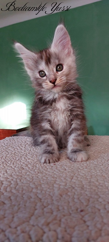 Bodiamlife Yussi - Kitten maine-coon 1 month 3 weeks