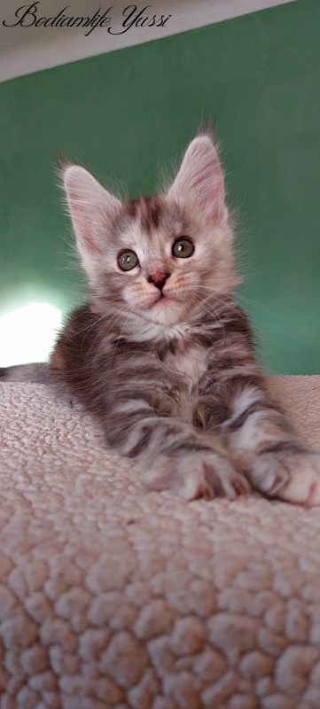 Bodiamlife Yussi - Kitten maine-coon 1 month 3 weeks