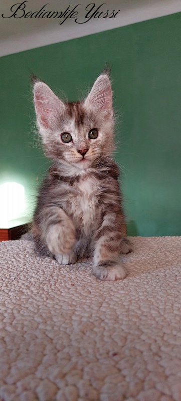 Bodiamlife Yussi - Kitten maine-coon 1 month 3 weeks