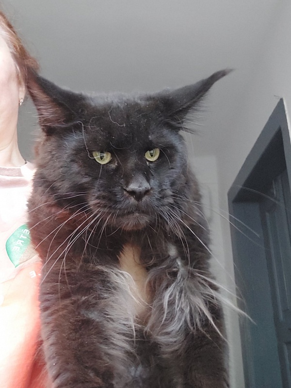 Amadeus Artanialife - мейн-кун