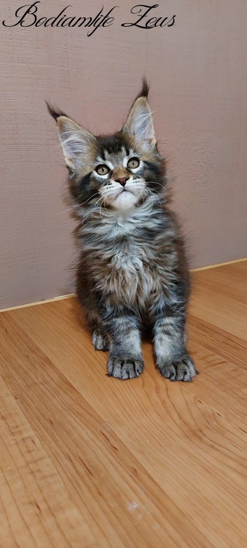 Bodiamlife Zeus - Kitten maine-coon 2 months 3 weeks
