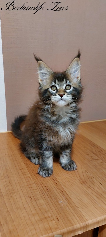 Bodiamlife Zeus - Kitten maine-coon 2 months 3 weeks
