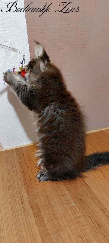 Bodiamlife Zeus - Kitten maine-coon 2 months 3 weeks