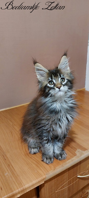 Bodiamlife Zoltan - Kitten maine-coon 2 months 3 weeks