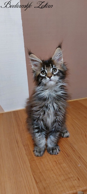 Bodiamlife Zoltan - Kitten maine-coon 2 months 3 weeks