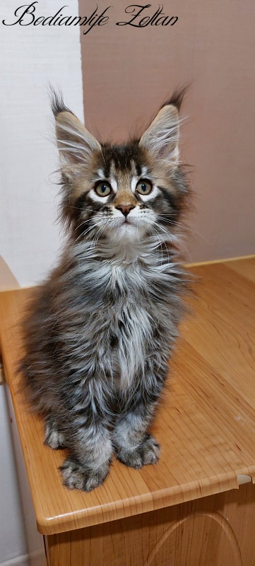 Bodiamlife Zoltan - Kitten maine-coon 2 months 3 weeks