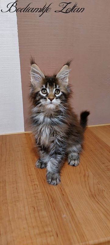 Bodiamlife Zoltan - Kitten maine-coon 2 months 3 weeks