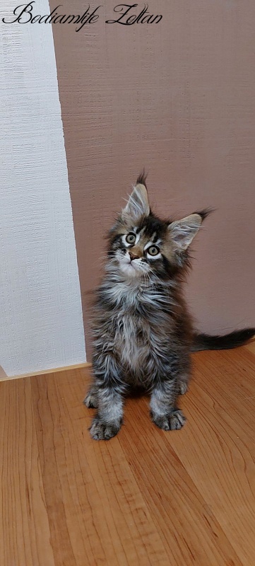 Bodiamlife Zoltan - Kitten maine-coon 2 months 3 weeks