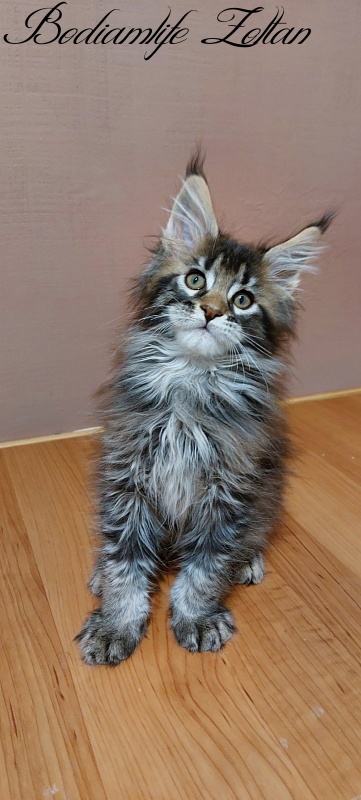 Bodiamlife Zoltan - Kitten maine-coon 2 months 3 weeks