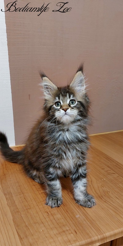 Bodiamlife Zoe - Kitten maine-coon 2 months 3 weeks