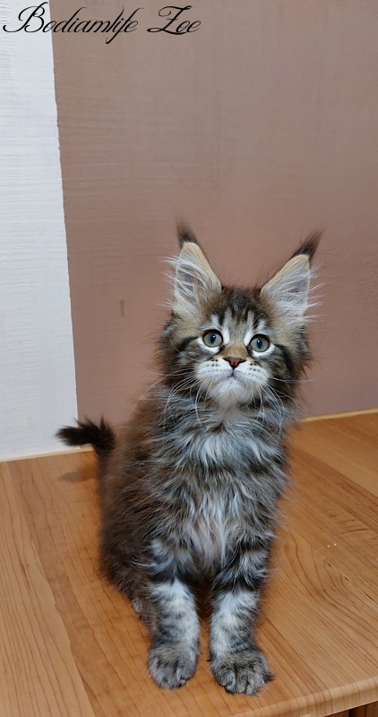 Bodiamlife Zoe - Kitten maine-coon 2 months 3 weeks