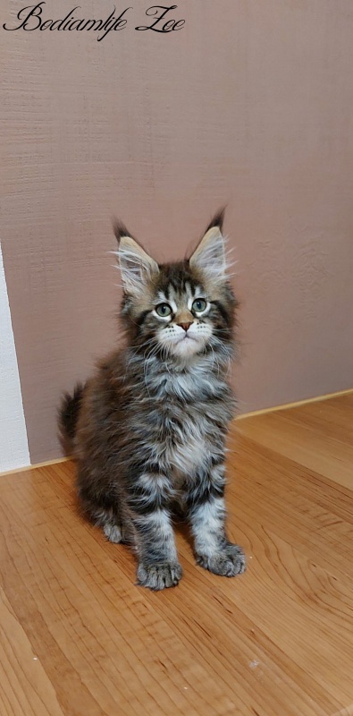 Bodiamlife Zoe - Kitten maine-coon 2 months 3 weeks