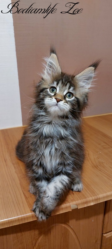 Bodiamlife Zoe - Kitten maine-coon 2 months 3 weeks