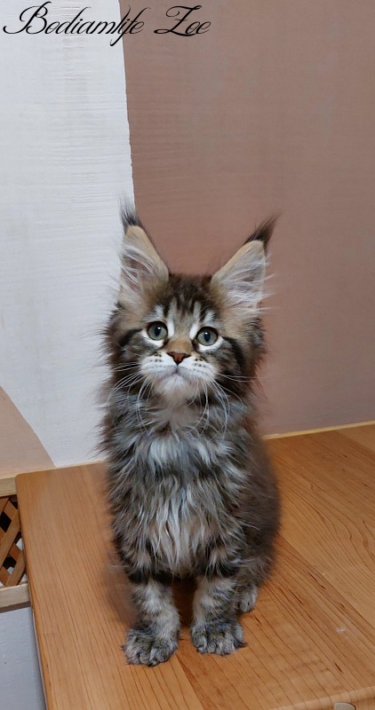 Bodiamlife Zoe - Kitten maine-coon 2 months 3 weeks