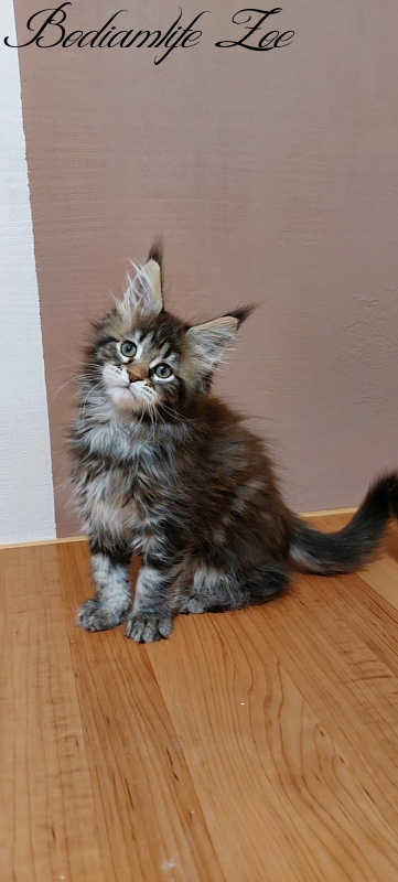 Bodiamlife Zoe - Kitten maine-coon 2 months 3 weeks