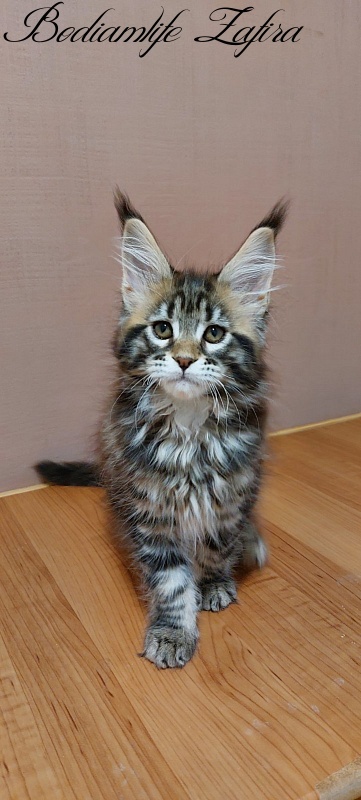 Bodiamlife Zafira - Kitten maine-coon 2 months 3 weeks