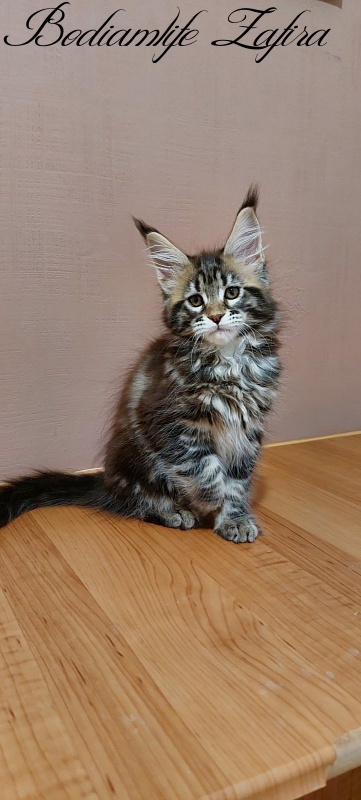 Bodiamlife Zafira - Kitten maine-coon 2 months 3 weeks