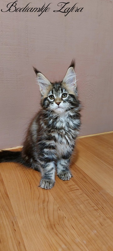 Bodiamlife Zafira - Kitten maine-coon 2 months 3 weeks