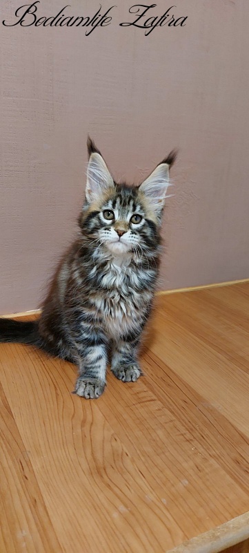Bodiamlife Zafira - Kitten maine-coon 2 months 3 weeks