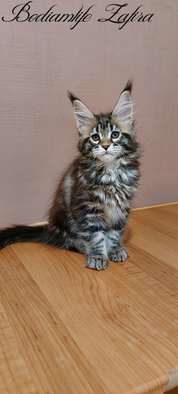 Bodiamlife Zafira - Kitten maine-coon 2 months 3 weeks