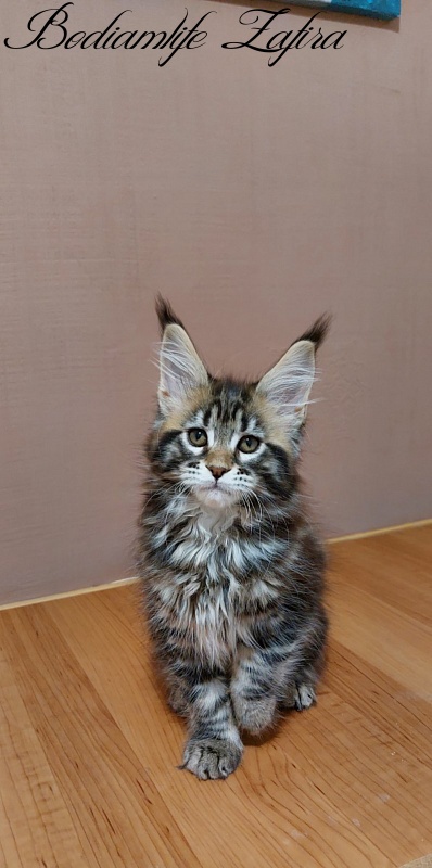 Bodiamlife Zafira - Kitten maine-coon 2 months 3 weeks