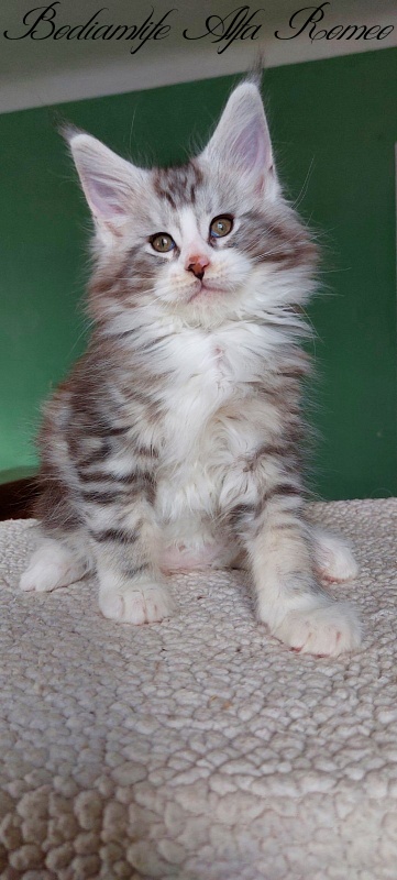 Bodiamlife Alfa Romeo - Kitten maine-coon 2 months