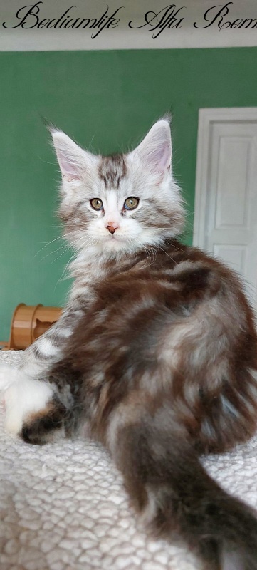 Bodiamlife Alfa Romeo - Kitten maine-coon 2 months