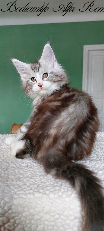 Bodiamlife Alfa Romeo - Kitten maine-coon 2 months