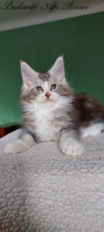 Bodiamlife Alfa Romeo - Kitten maine-coon 2 months