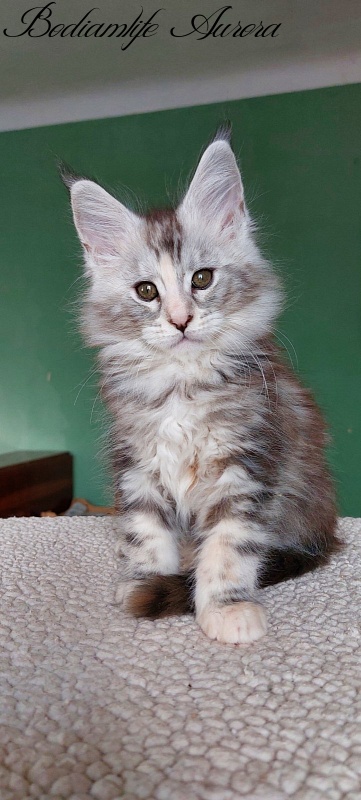 Bodiamlife Aurora - Kitten maine-coon 2 months
