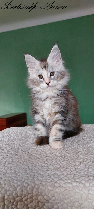 Bodiamlife Aurora - Kitten maine-coon 2 months