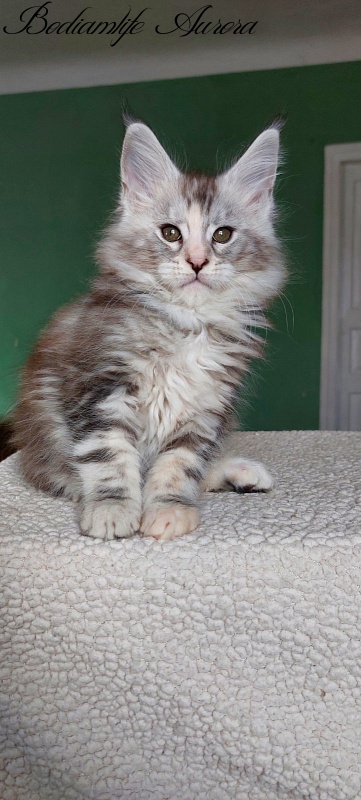 Bodiamlife Aurora - Kitten maine-coon 2 months