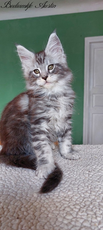 Bodiamlife Austin - Kitten maine-coon 2 months