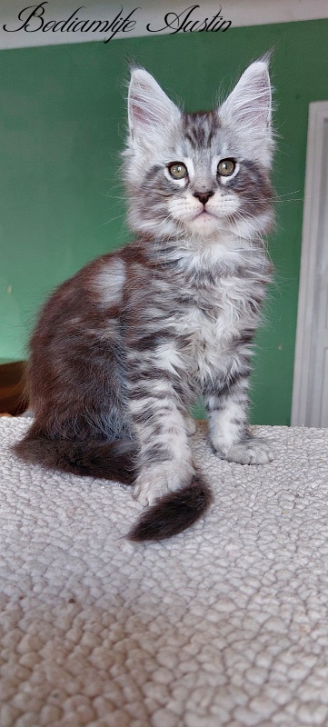 Bodiamlife Austin - Kitten maine-coon 2 months