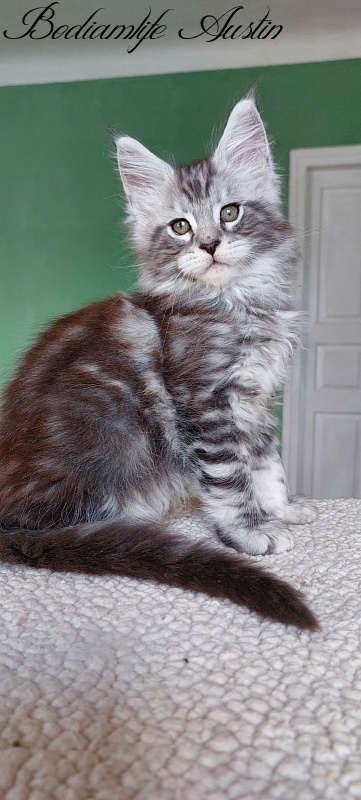 Bodiamlife Austin - Kitten maine-coon 2 months