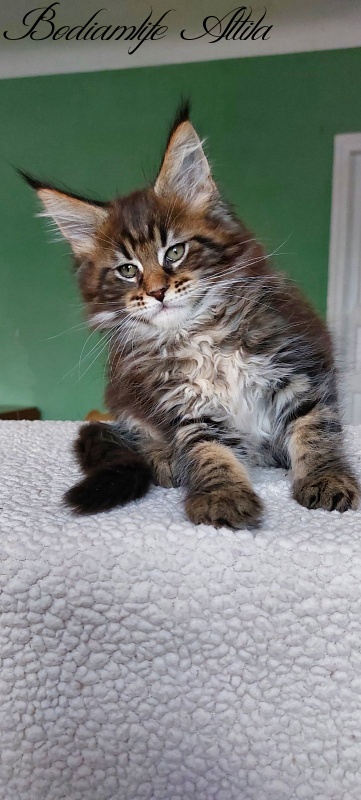Bodiamlife Attila - Kitten maine-coon 2 months