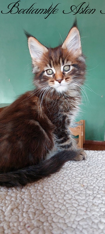 Bodiamlife Aston Martin - Kitten maine-coon 2 months