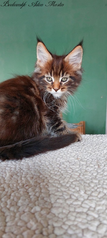 Bodiamlife Aston Martin - Kitten maine-coon 2 months